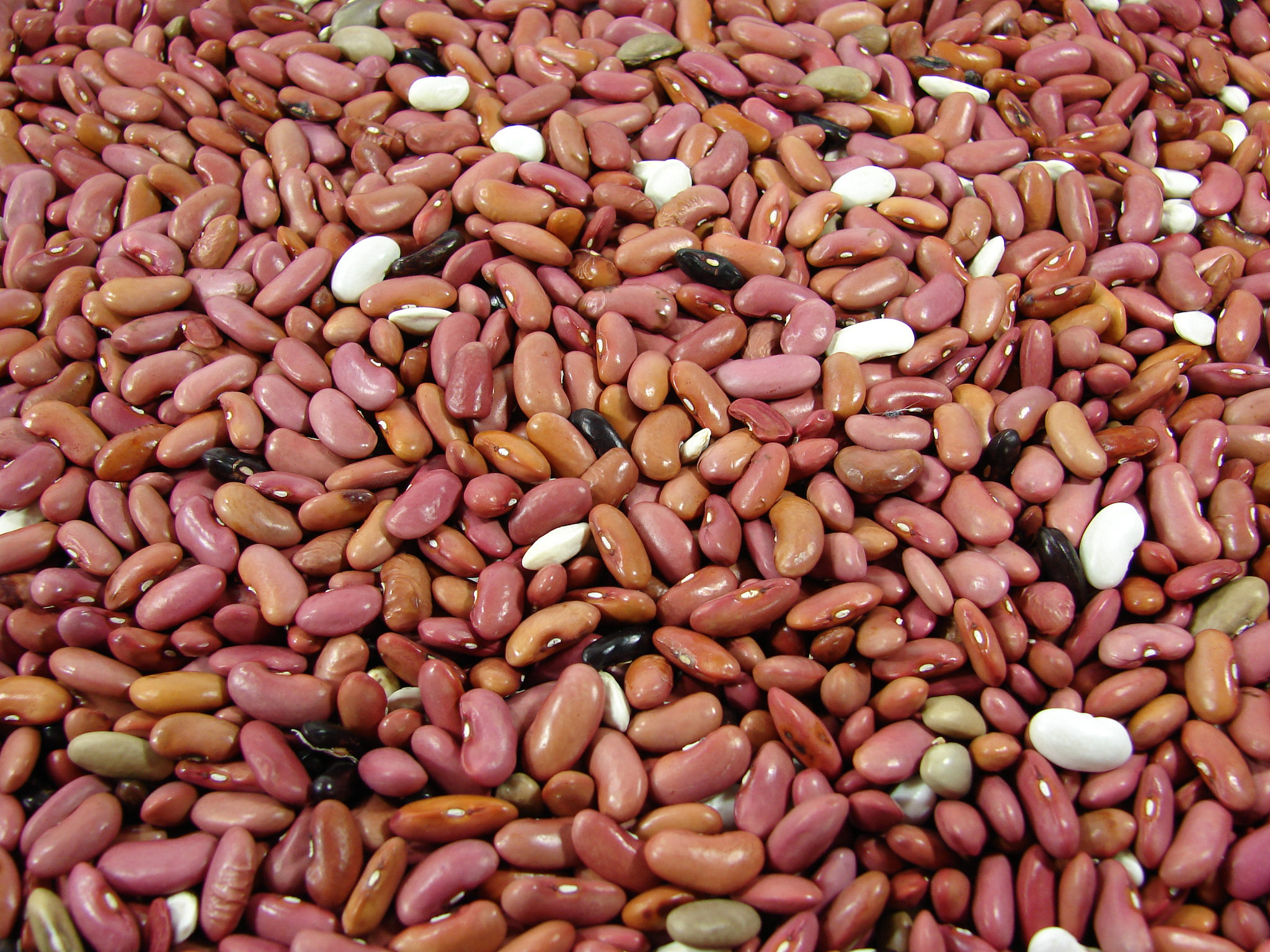 How To Grow Your Own Dry Beans True Preparedness