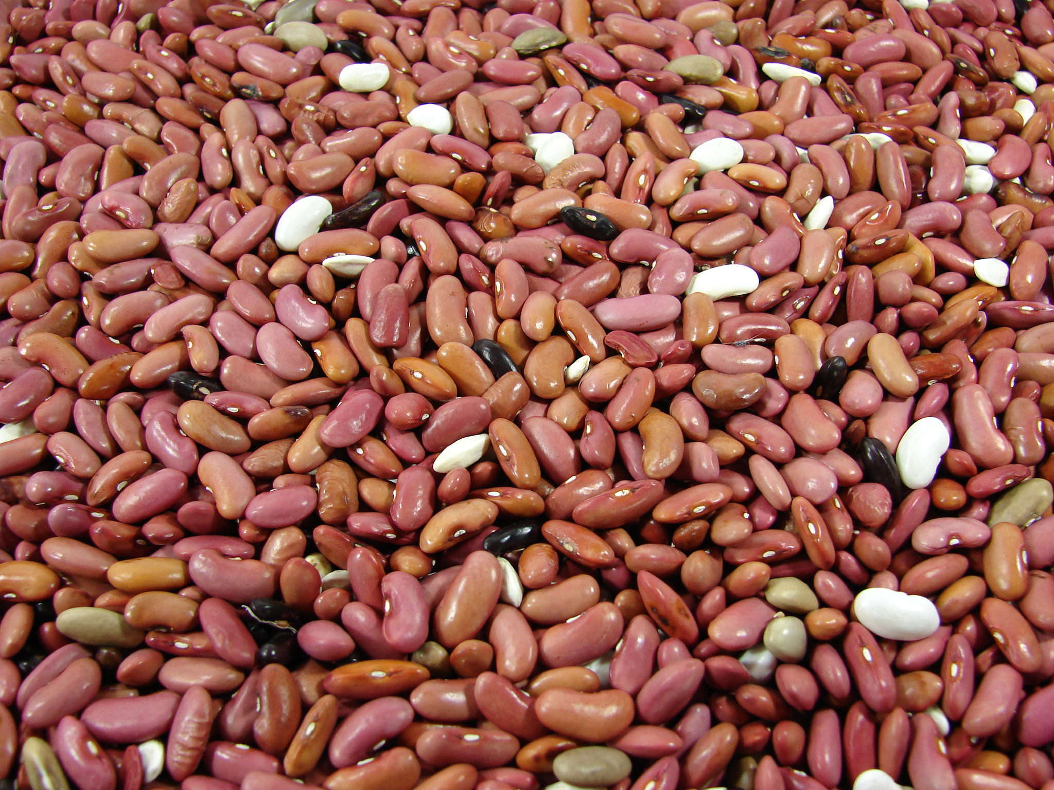 How to Grow Your Own Dry Beans True Preparedness